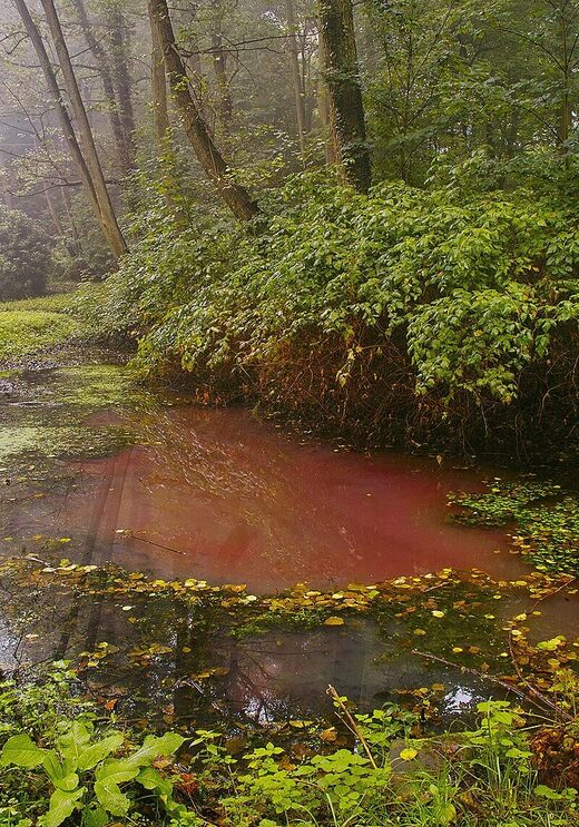 Click to enlarge red pond purple sulphur bacteria