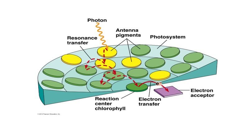 Click to enlarge Light Harvesting Complex photosynthesis