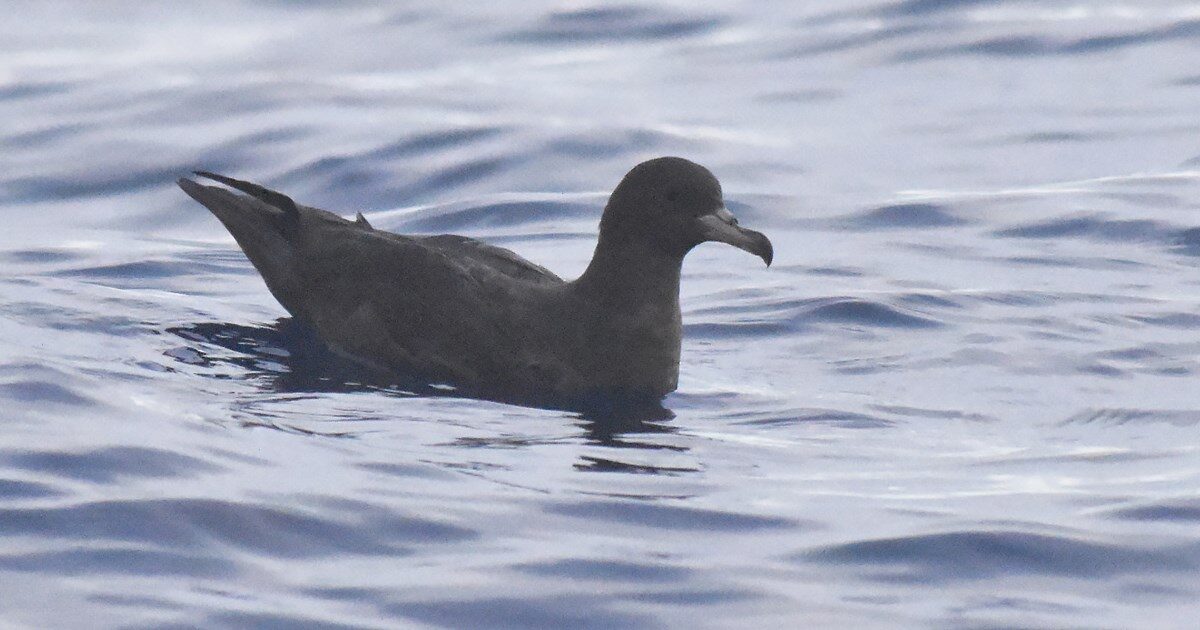 Click to enlarge In the swimming images, the uniform dark brown colour and greyish bill with dark tip are visible, as is the bird's smaller size than Cory's Shearwater.