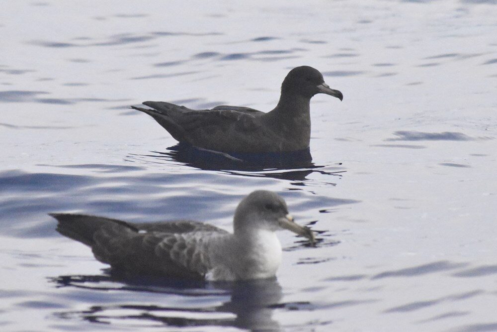 Click to enlarge the uniform dark brown colour and greyish bill with dark tip are visible, as is the bird's smaller size than Cory's Shearwater.