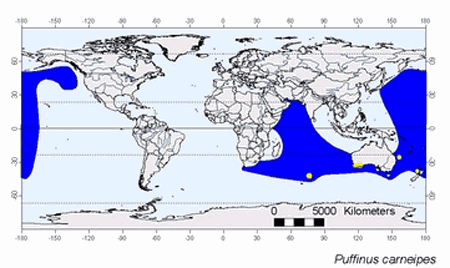 Click to enlarge Non-breeding distribution of Flesh-footed Shearwaters