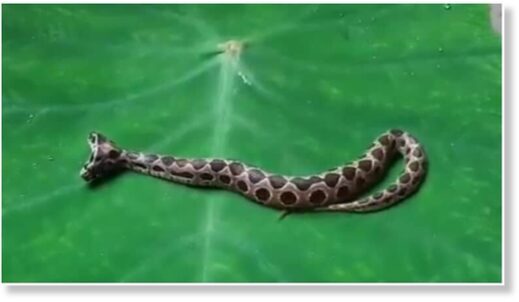 Rare two-headed Russell's Viper rescued in Maharashtra