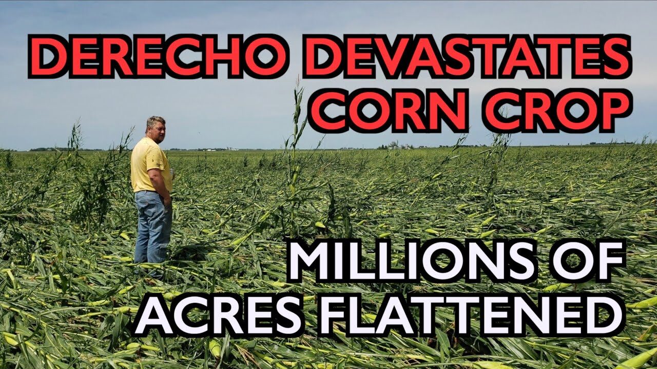 Click to enlarge Derecho devastates corn crop