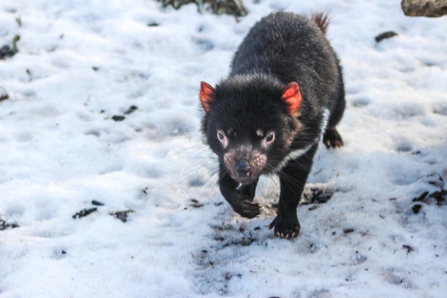 Tasmanian devil in snow