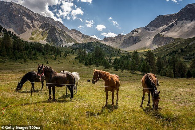 horses france