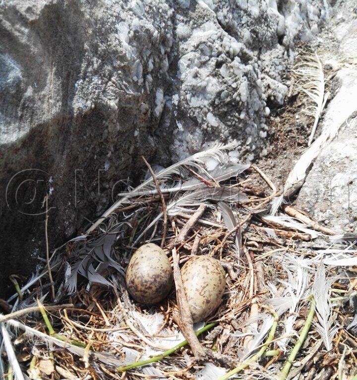 Abandoned Grey-headed gulls eggs