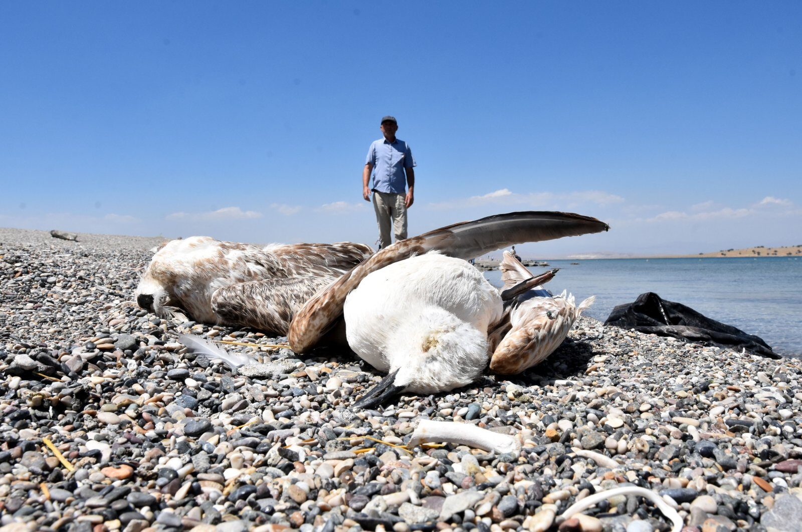 Dead seagulls on the shore of Lake Van