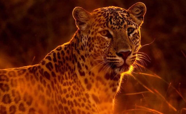 Three people have been killed by leopards in less than a month in Gujarat. (Representational)