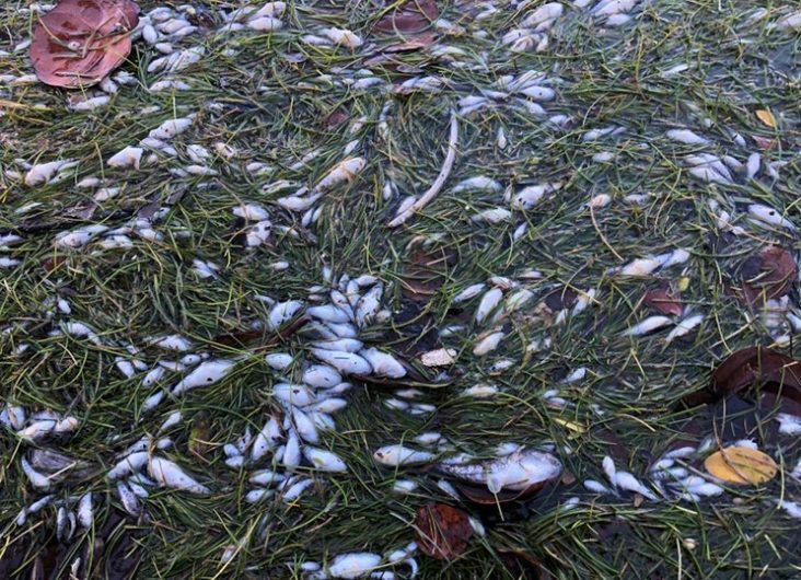 Dead fish in Biscayne Bay
