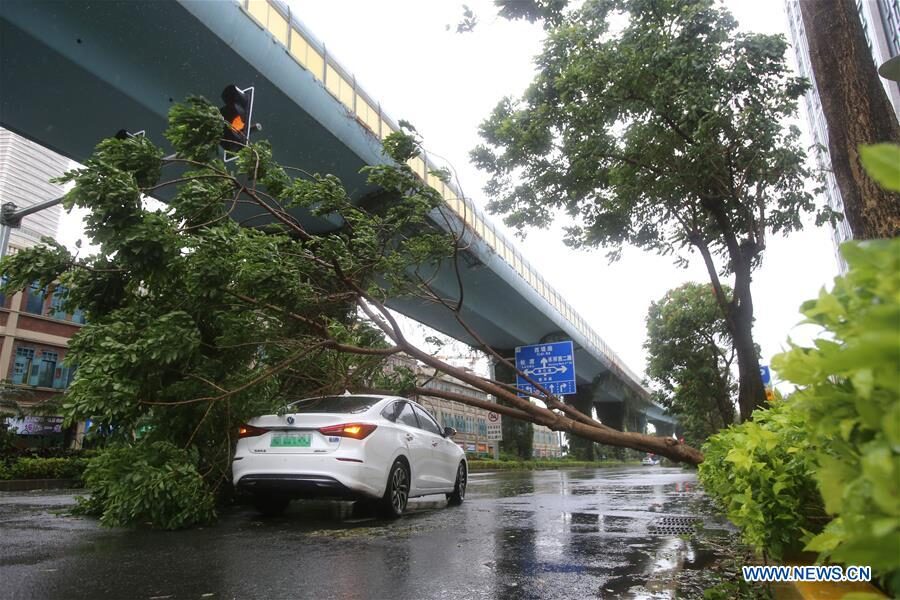 A car is covered under a fallen tree in Xiamen,