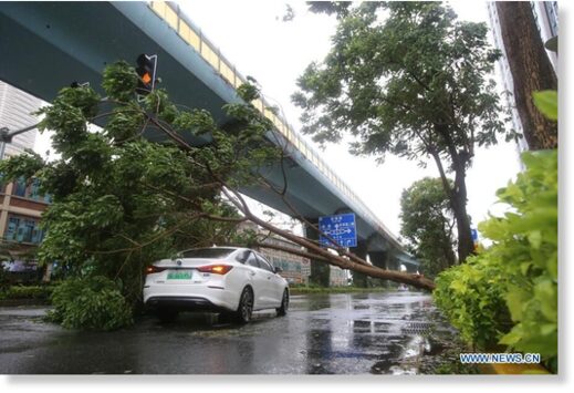 A car is covered under a fallen tree in Xiamen,