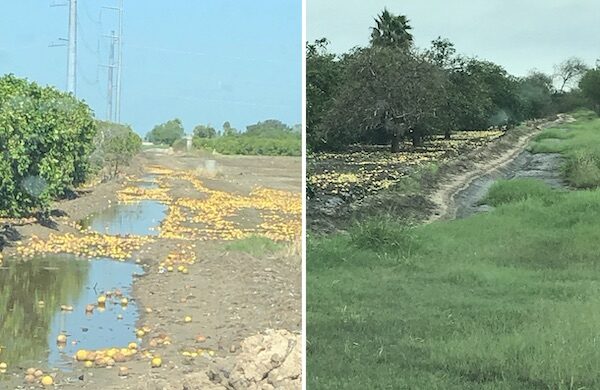 Citrus was blown off the trees by the hurricane.