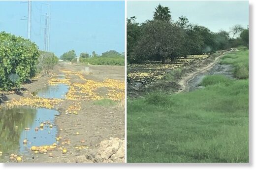 Citrus was blown off the trees by the hurricane.