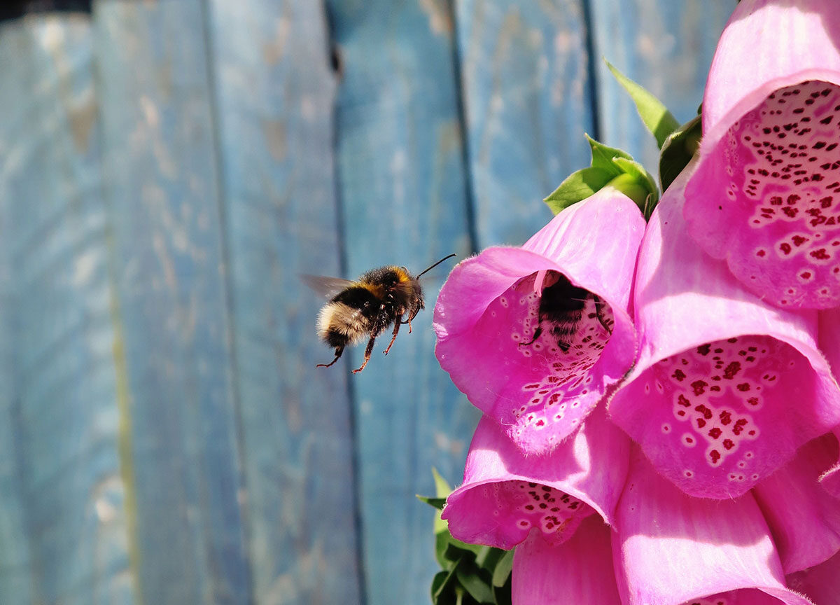 bees