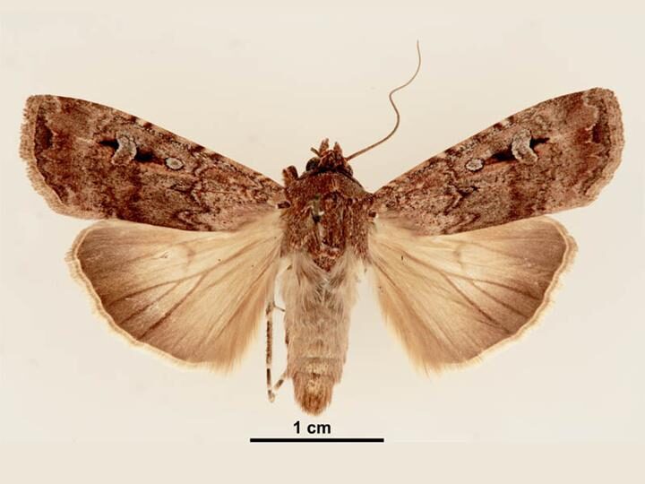 moths