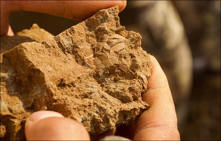 Click to enlarge dinosaur egg