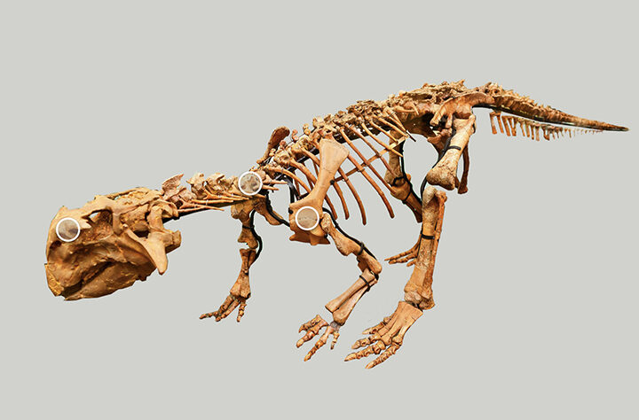 Click to enlarge dinosaur