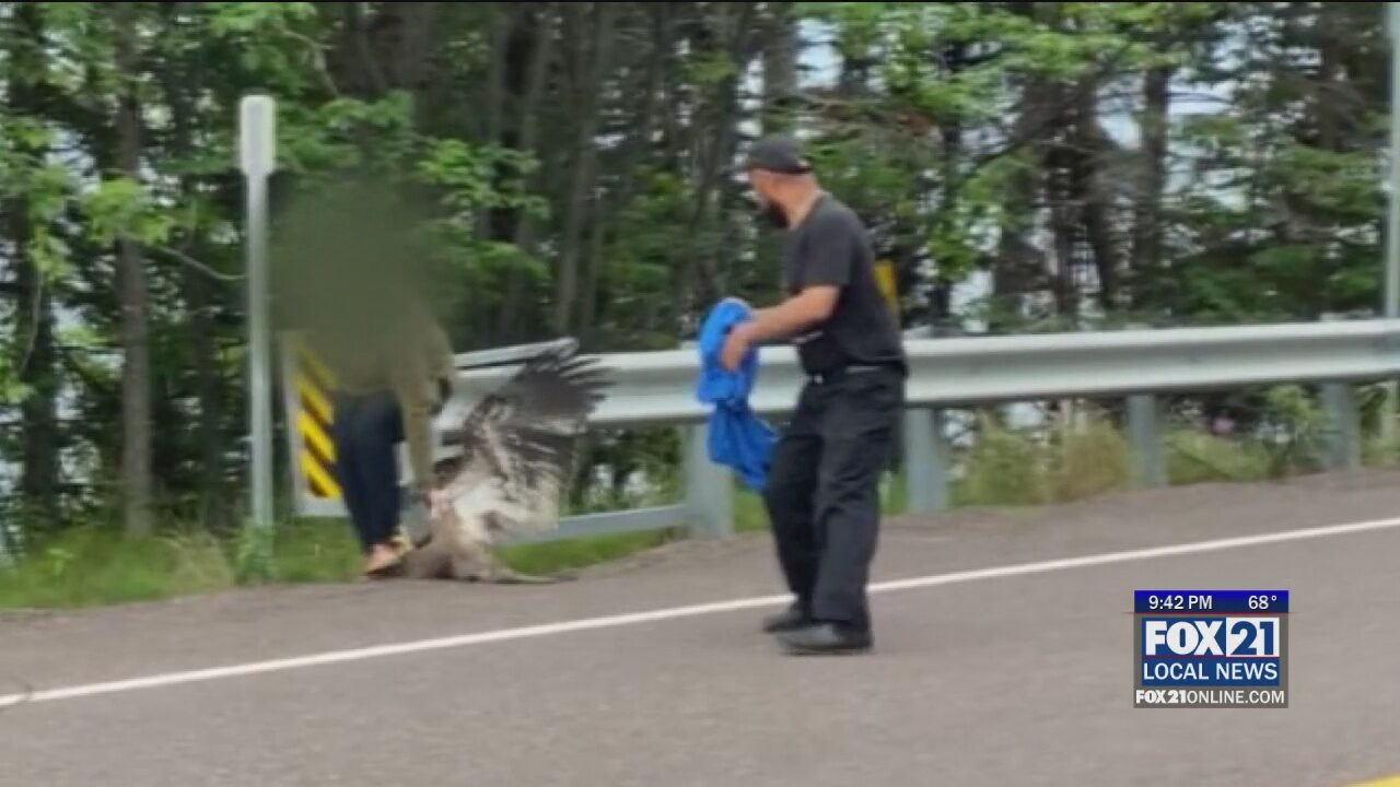Bald Eagle Attacks Woman