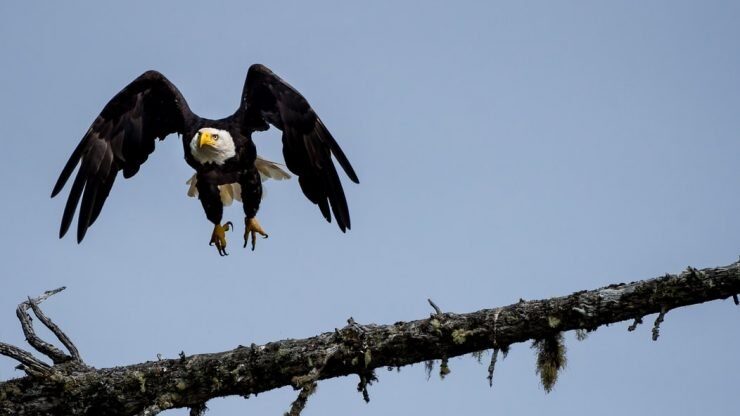 bald eagle