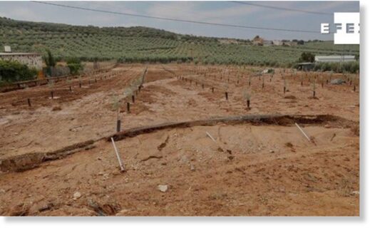 Damage to an olive grove in the Sevillian town of Gilena