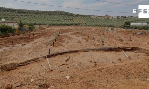 Damage to an olive grove in the Sevillian town of Gilena