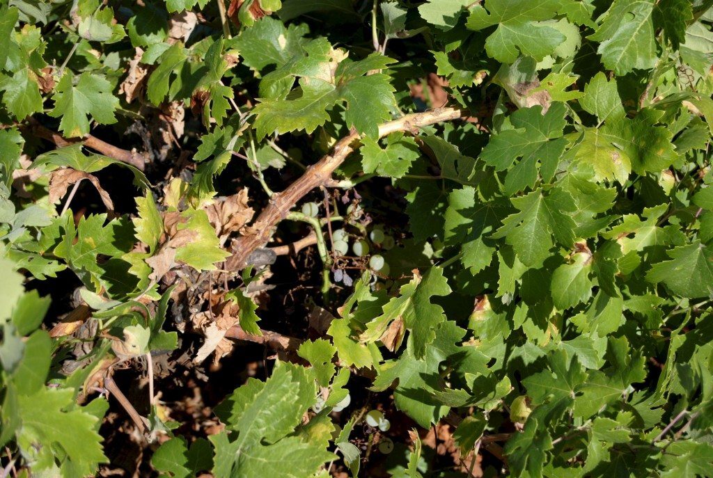 Click to enlarge Crops affected by hail