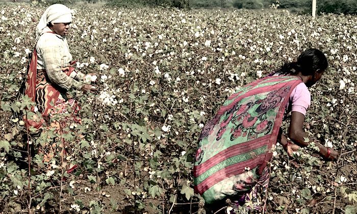cotton pickers