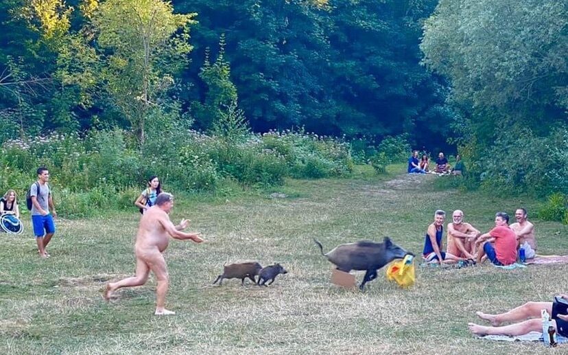 A nudist gave chase after the boar stole his bag