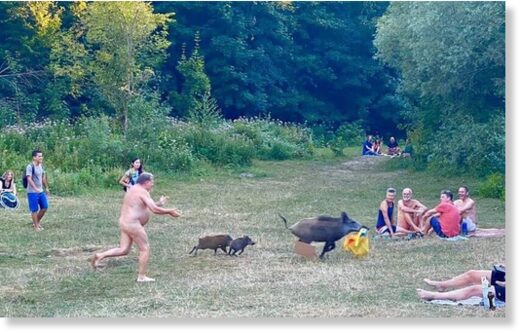 A nudist gave chase after the boar stole his bag