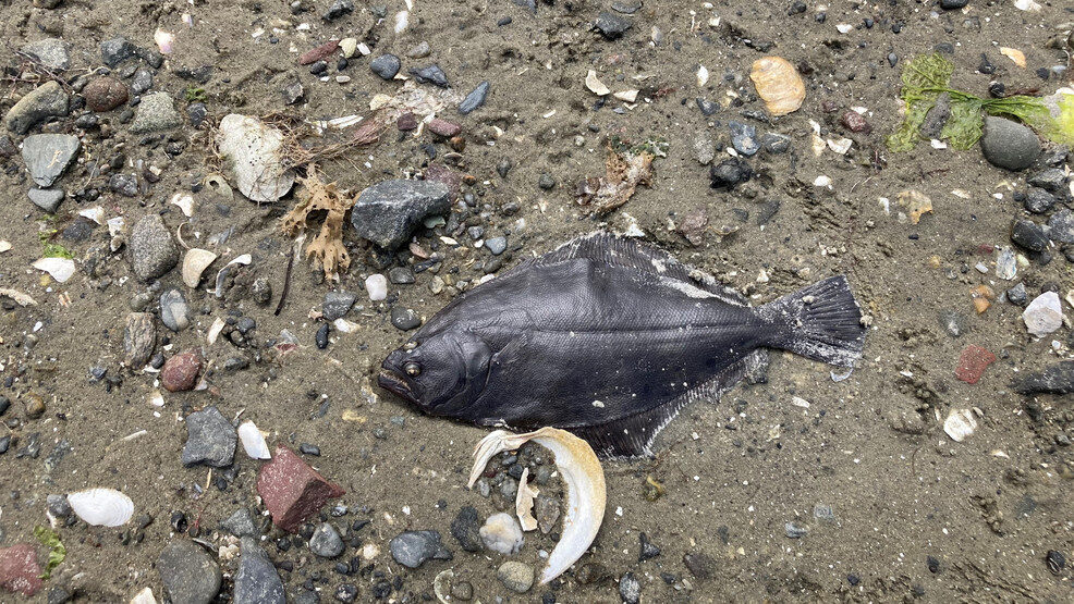 Marine Fisheries found nearly 5,000 dead fish off of Bullocks Cove and Allen's Cove on Friday.