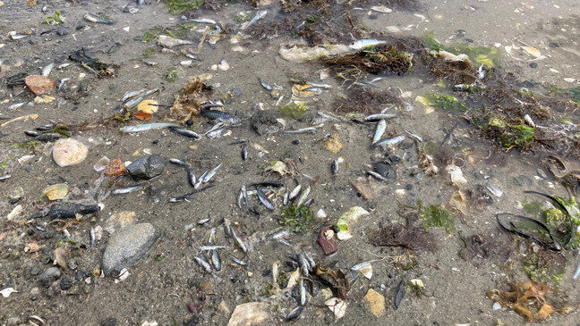 Marine Fisheries found nearly 5,000 dead fish off of Bullocks Cove and Allen's Cove on Friday.