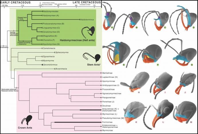Click to enlarge Ants Lineage