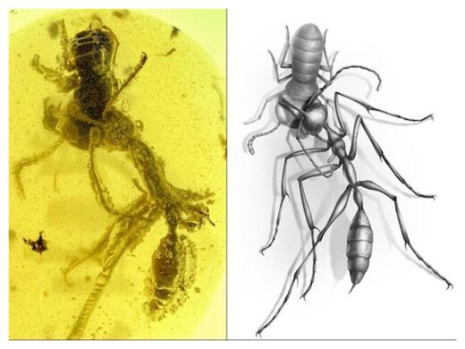 Click to enlarge Fossilised Hell Ant