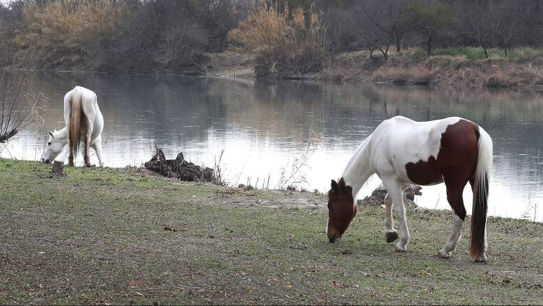 Click to enlarge Horses next to the Rio Grande river