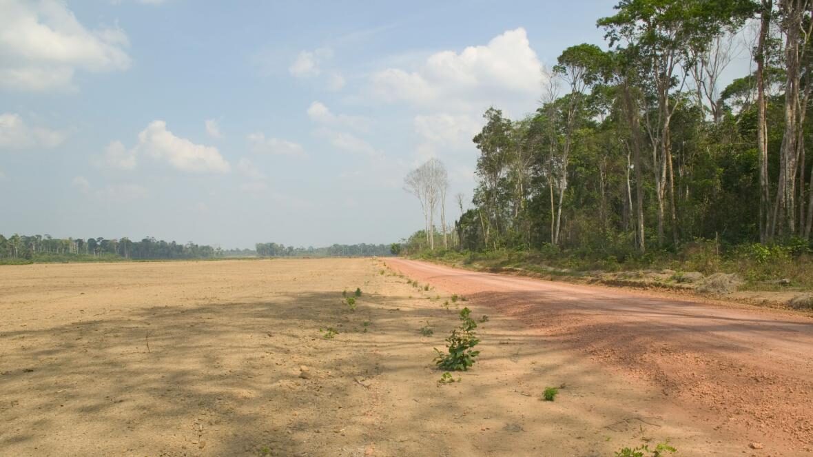 Click to enlarge rainforest cleared soy
