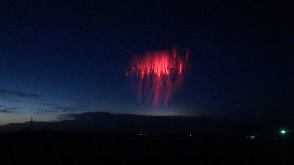 Magnificent Red Jellyfish