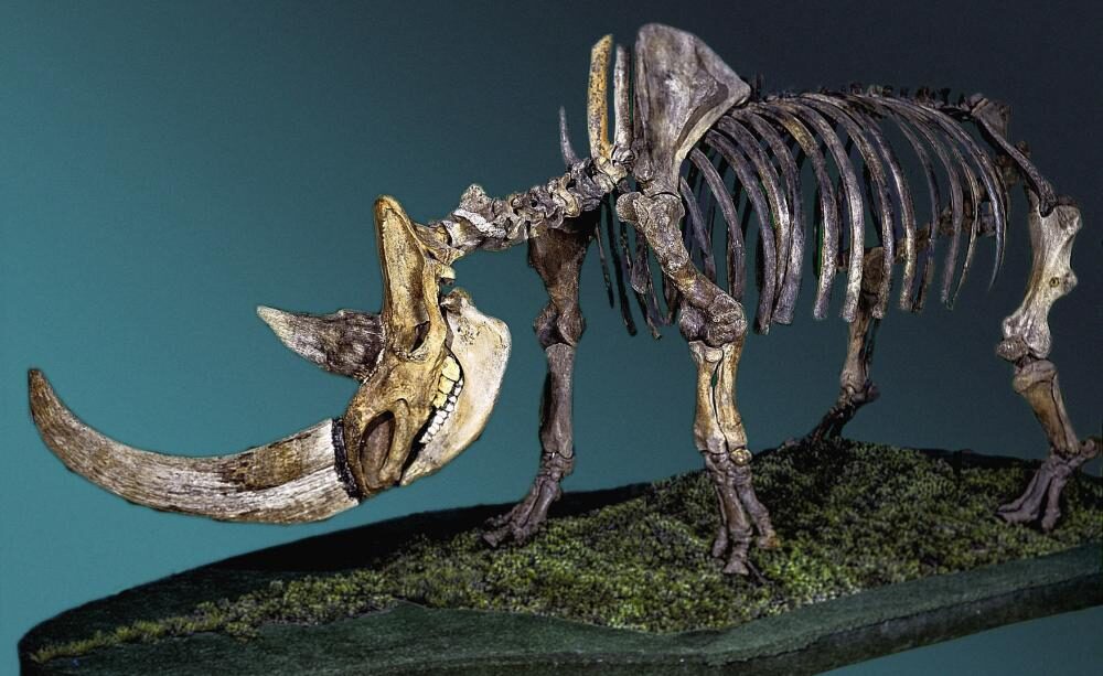 woolly rhinoceros