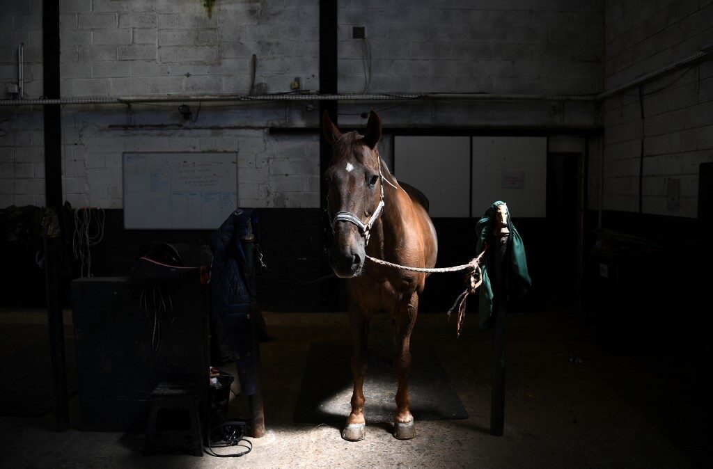 Click to enlarge horse
