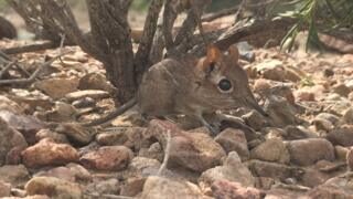 Click to enlarge elephant shrew