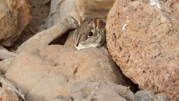 elephant shrew