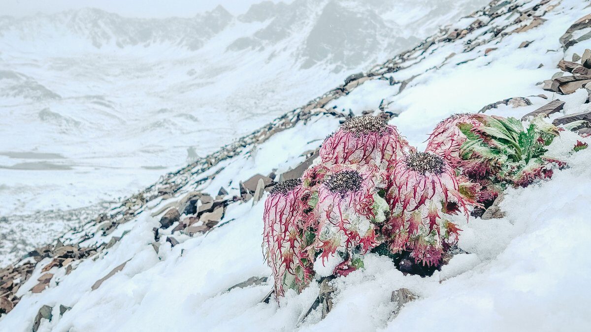 Click to enlarge Medusa snow rabbit in the world of snow.