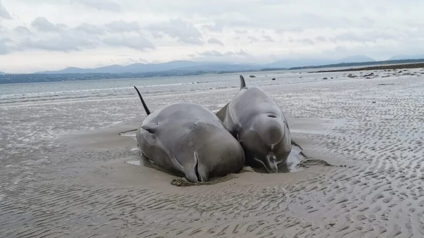 Click to enlarge whales washed up on the beach, while the other four were left stranded in shallow water.