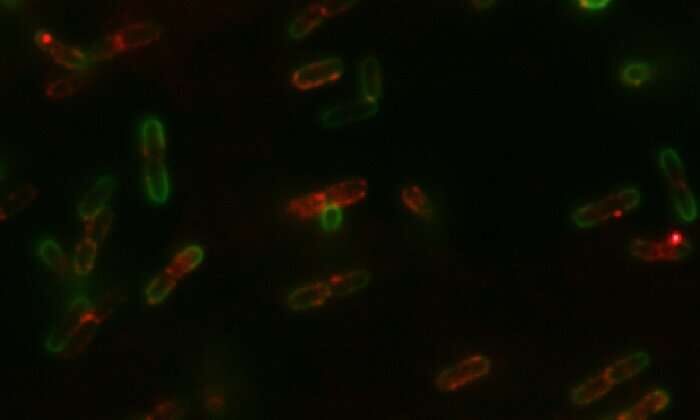 Click to enlarge Bacteria