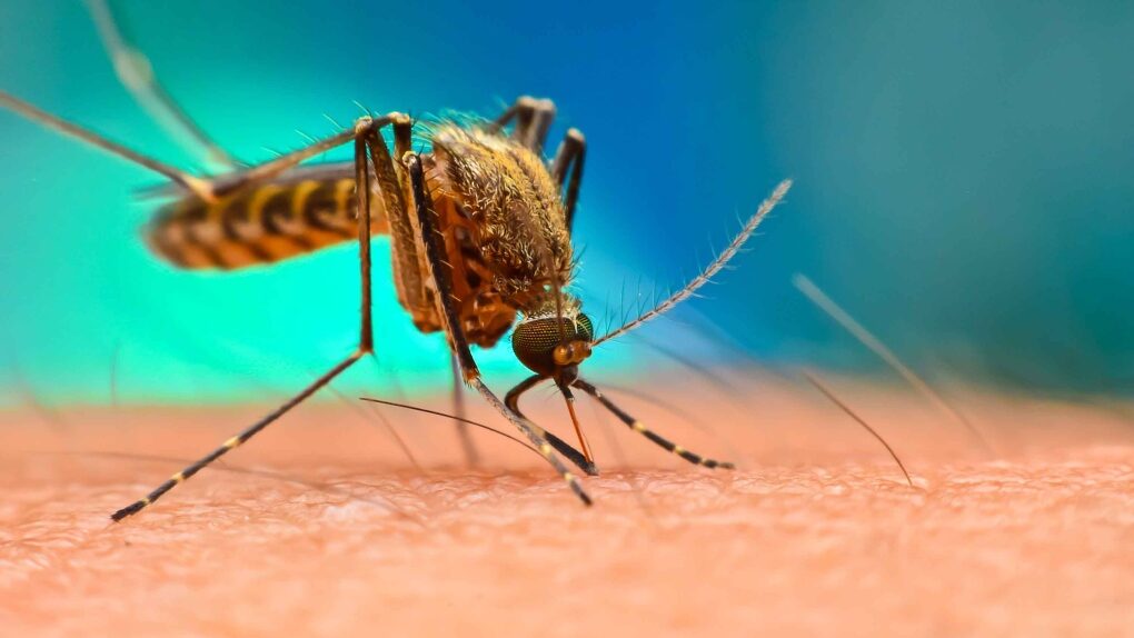 Click to enlarge mosquito