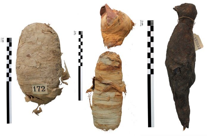 egyptian mummy animal
