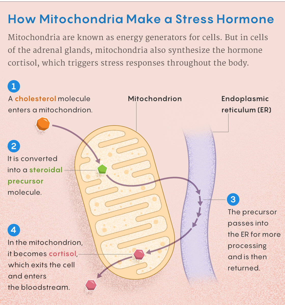 mitochondria stress hormones