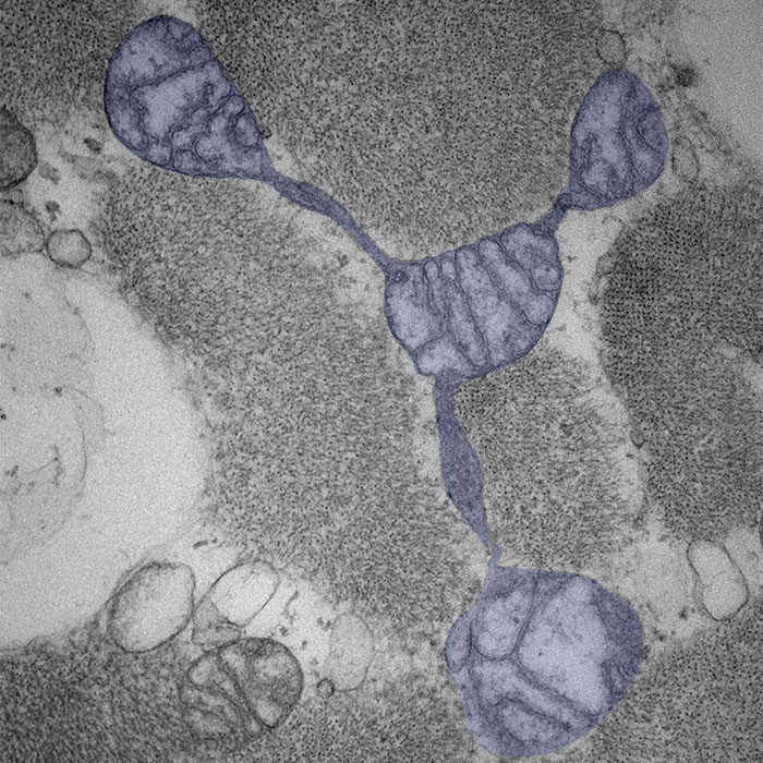 mitochondria connections