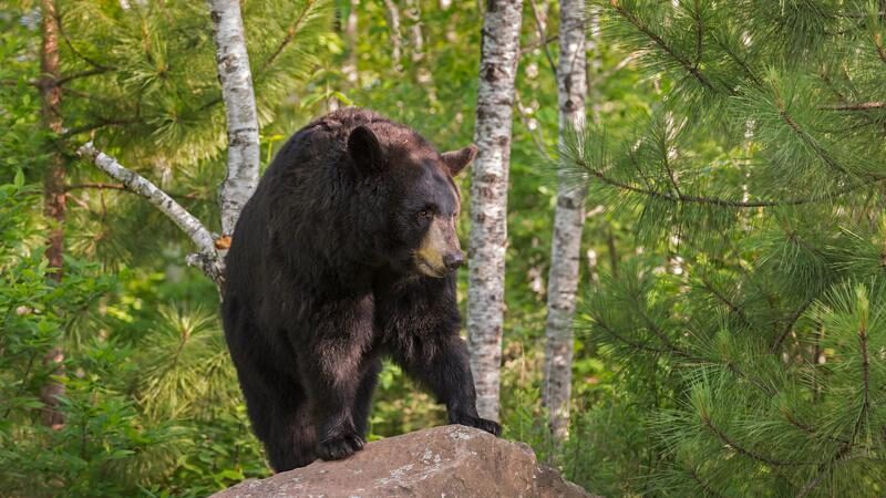 bear