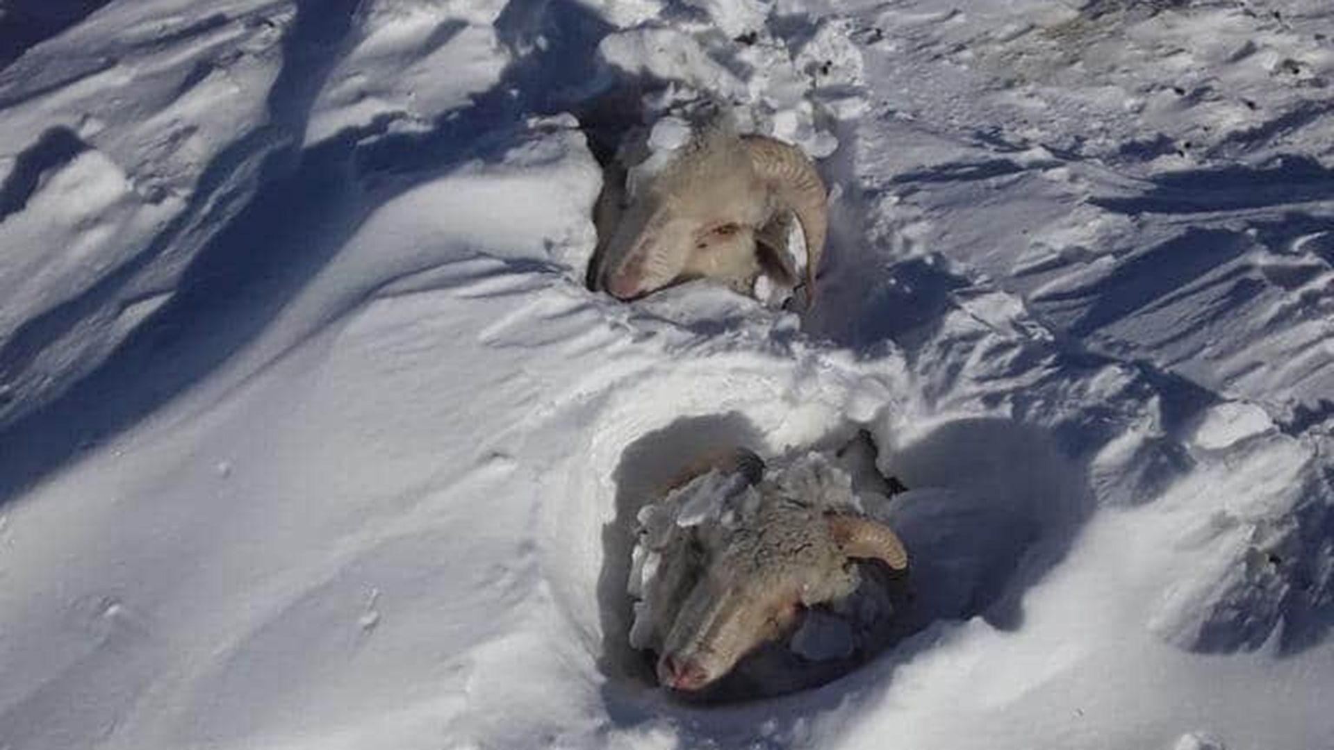 “We estimate that the worse losses are along the mountainous terrain between 1,000 and 1,300 meters above sea level, while at sea level we can expect sheep mortality in the range of 30%”.