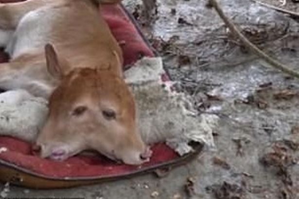 Click to enlarge The unusual baby cow has two heads, two ears, two mouths and four eyes. It was born on August 15 on a farm in a village in Dejiang County, south-western China's Guizhou Province
